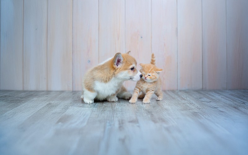 A megfelelő kisállat kiválasztása a saját életstílusodhoz